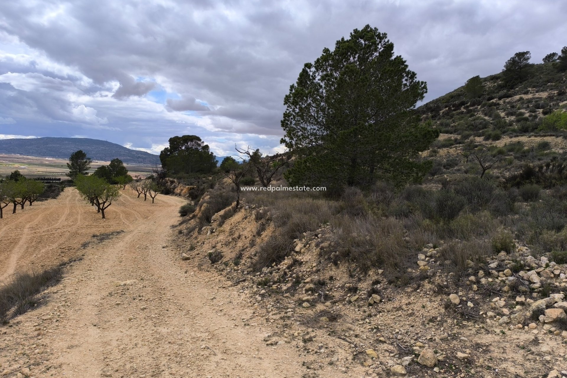 Videresalg - Plott -
Pinoso - Inland
