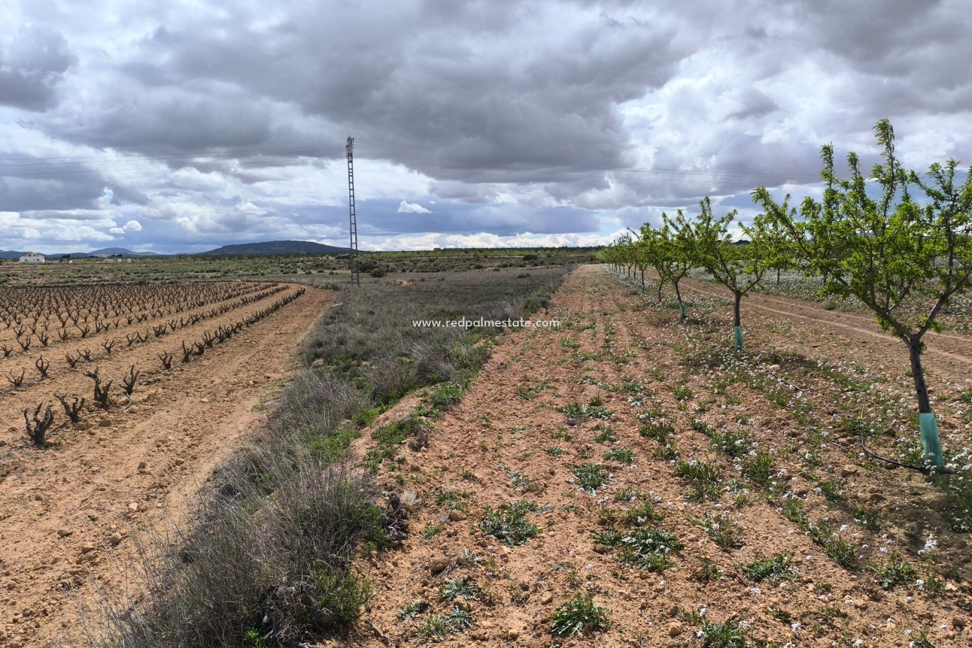 Videresalg - Plott -
Pinoso - Inland