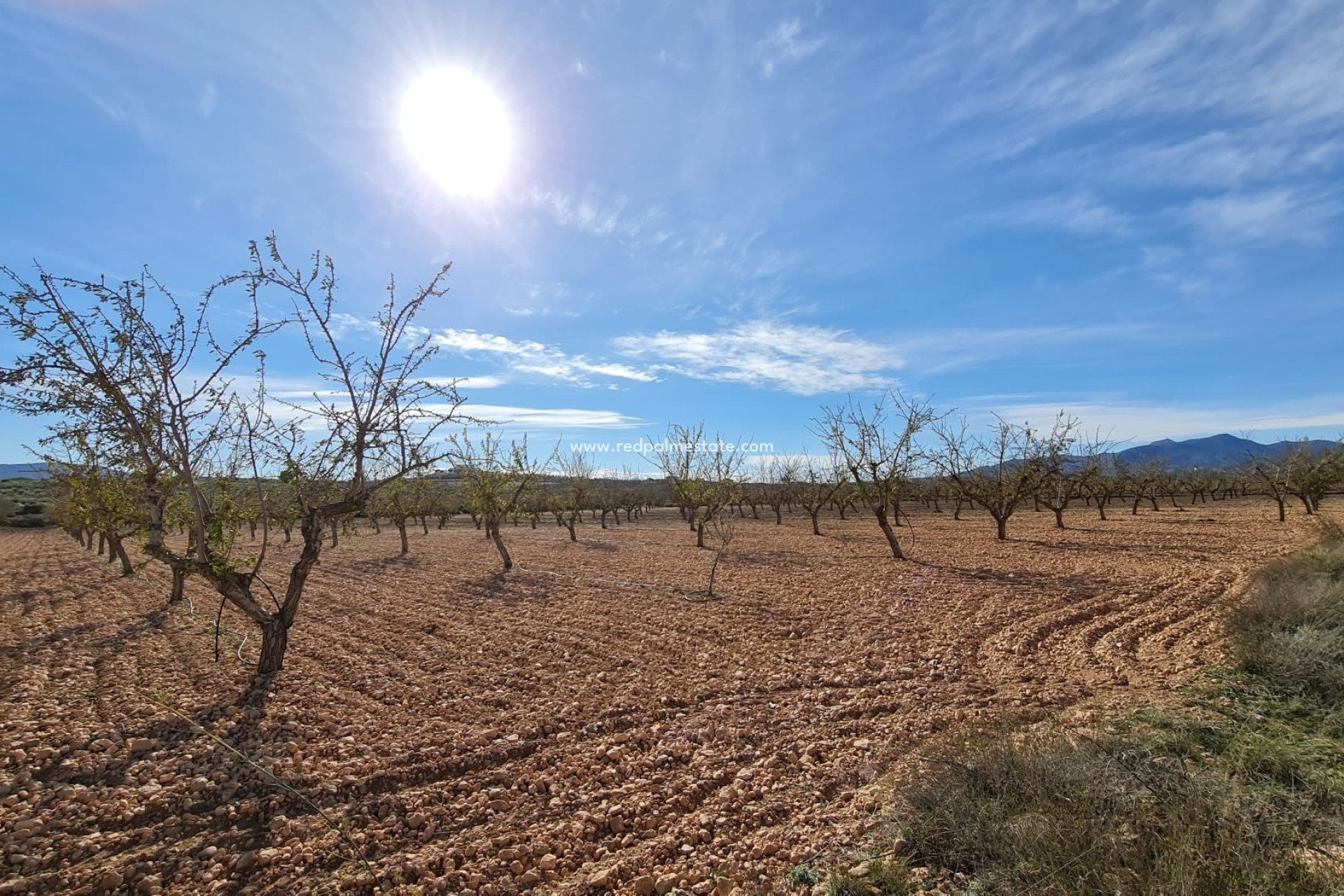 Videresalg - Plott -
Pinoso - Inland