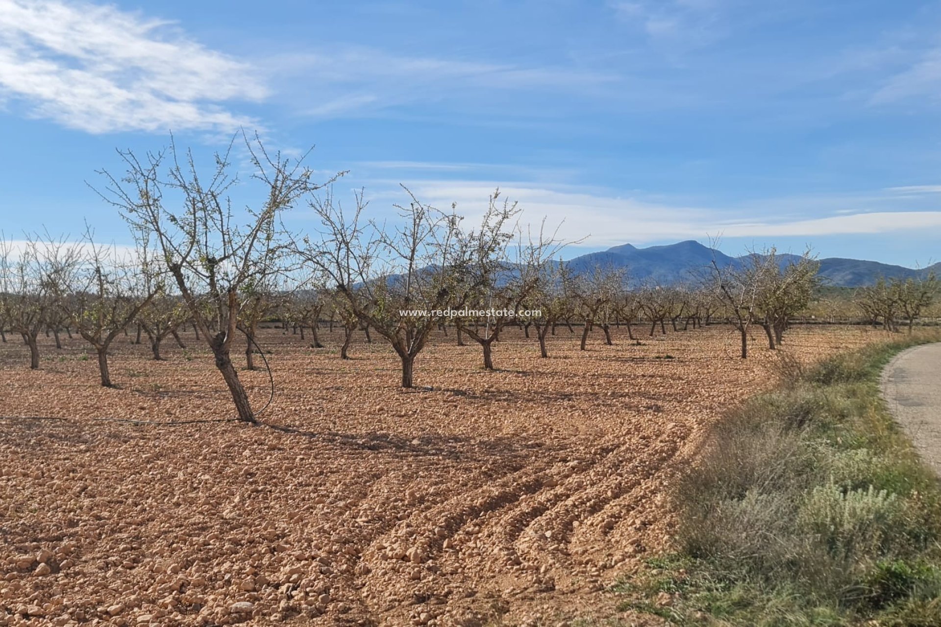 Videresalg - Plott -
Pinoso - Inland
