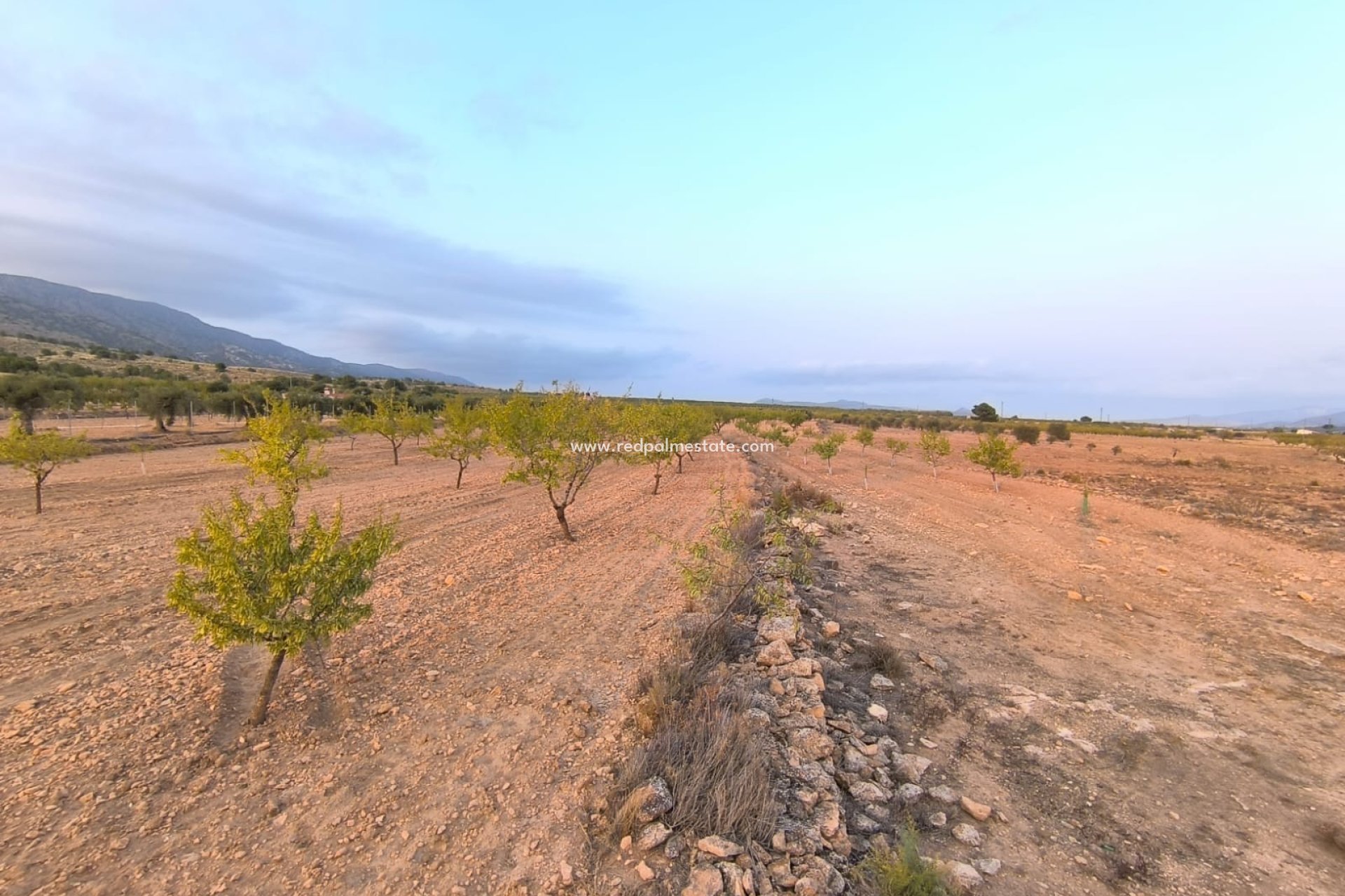 Videresalg - Plott -
Pinoso - Inland