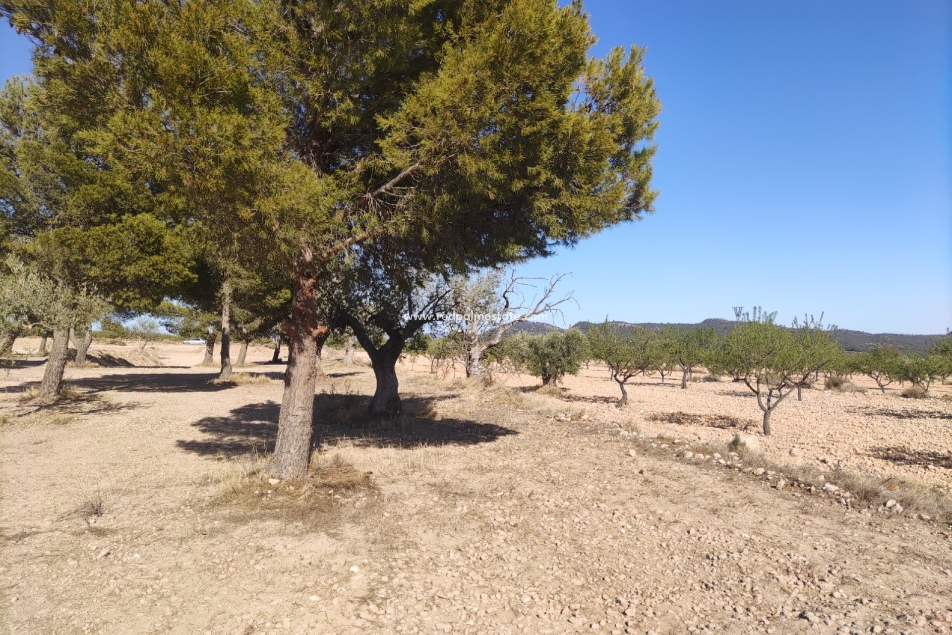 Videresalg - Plott -
Pinoso - Inland
