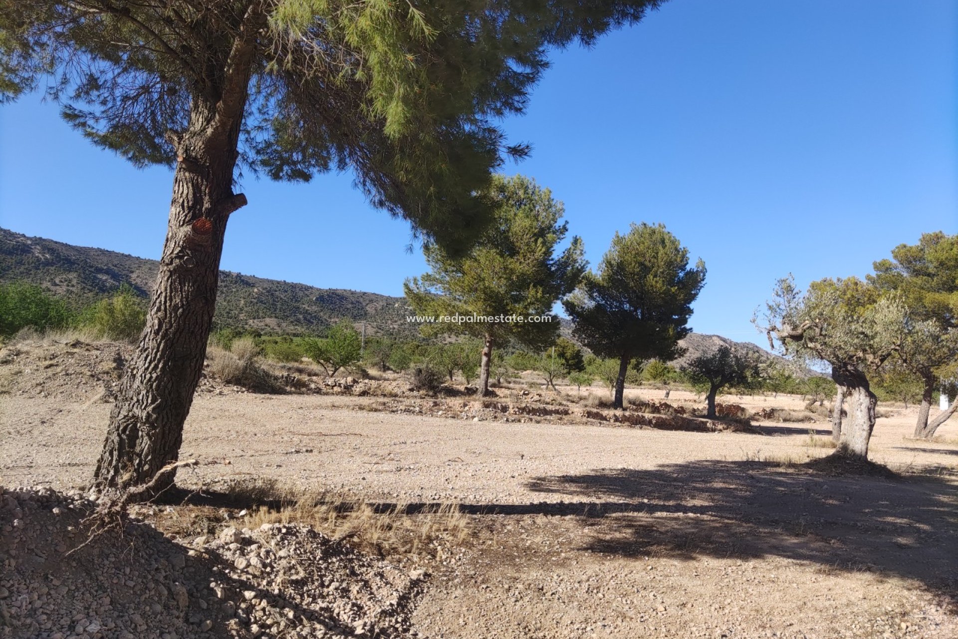 Videresalg - Plott -
Pinoso - Inland