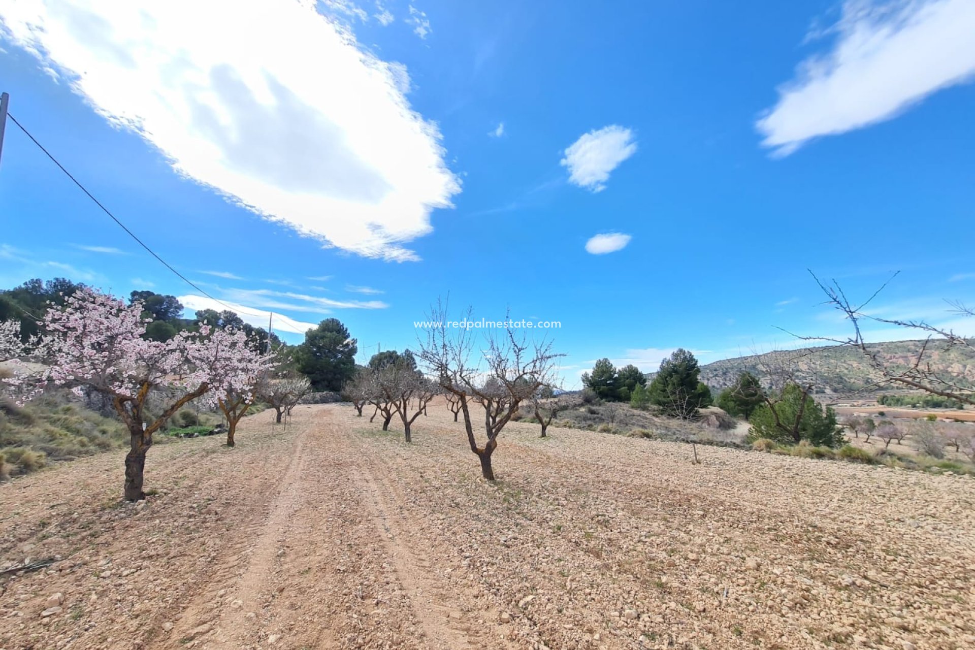 Videresalg - Plott -
Pinoso - Inland