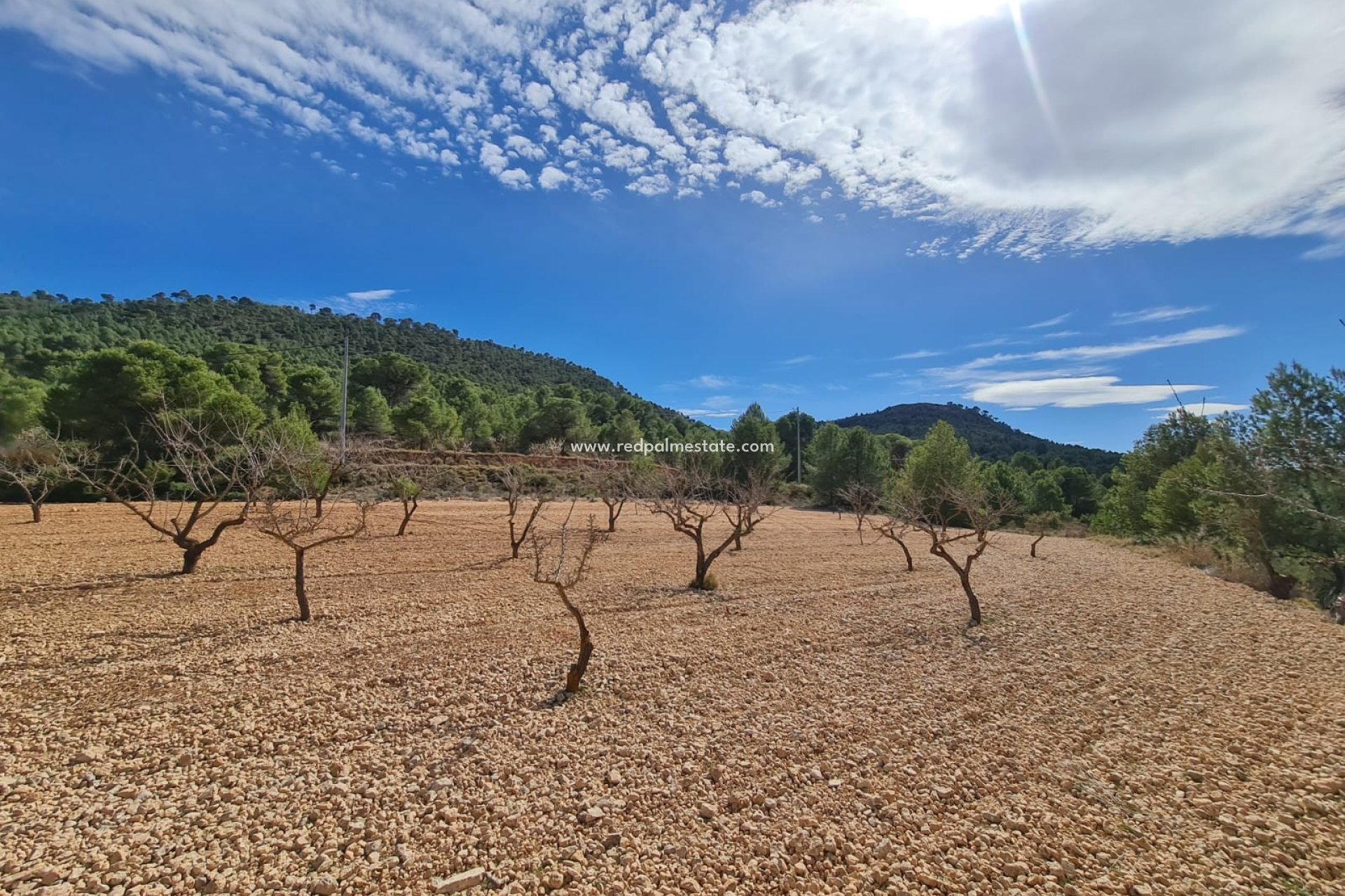 Videresalg - Plott -
Pinoso - Inland