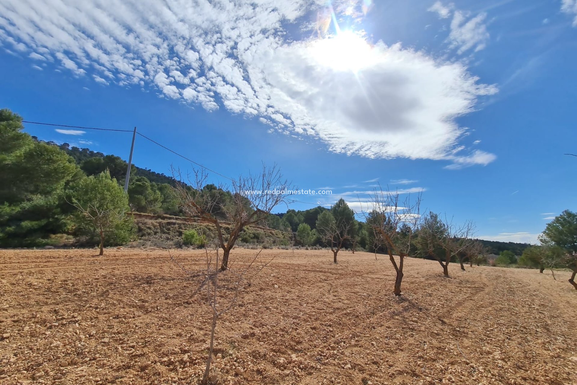 Videresalg - Plott -
Pinoso - Inland