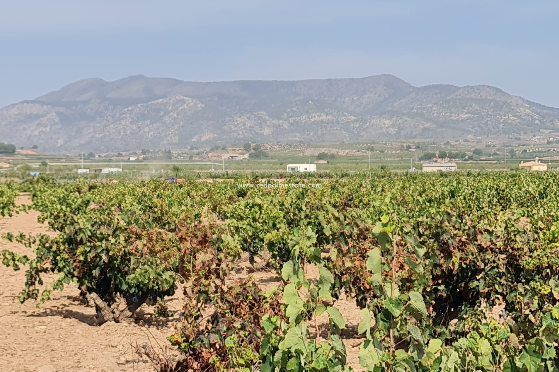Videresalg - Plott -
Pinoso - Inland
