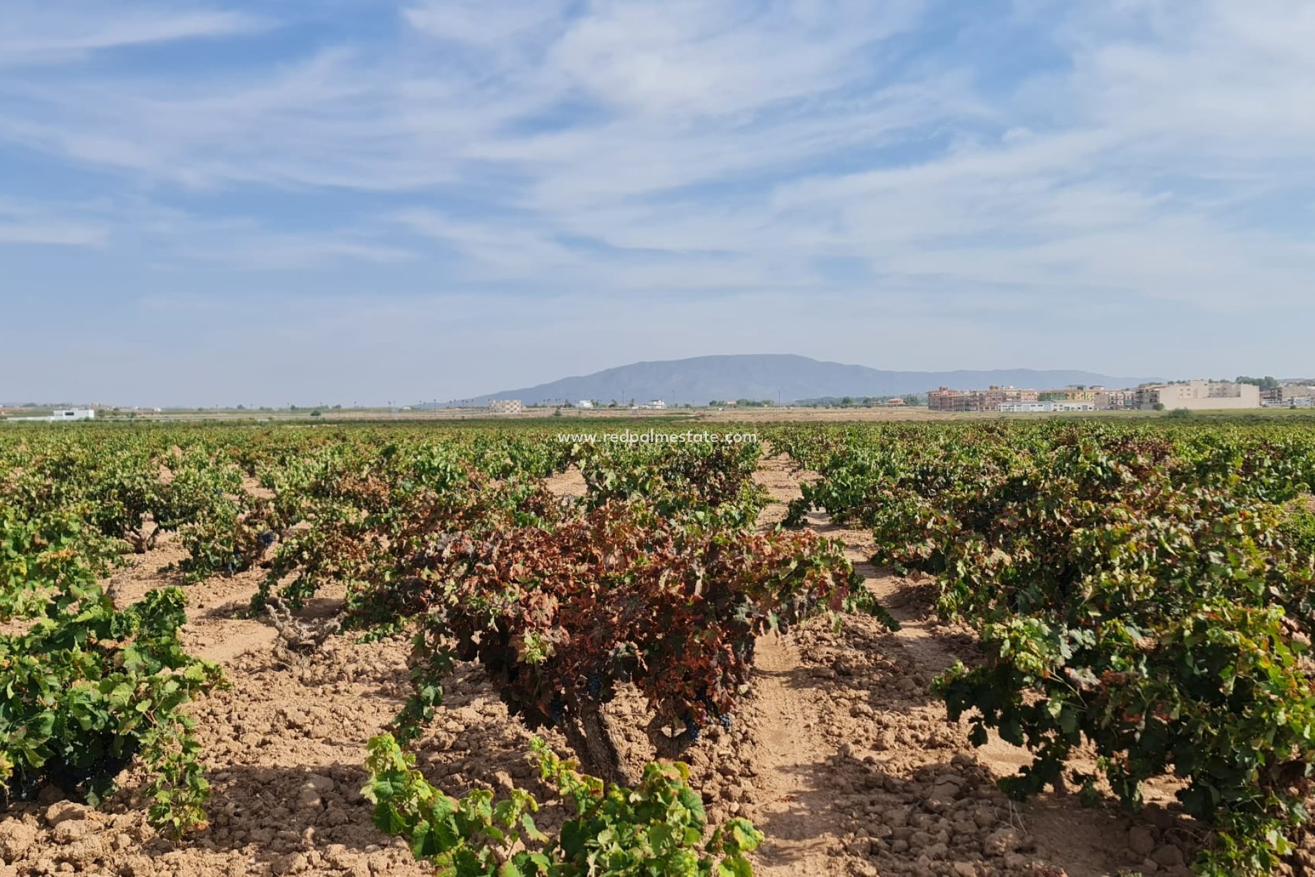 Videresalg - Plott -
Pinoso - Inland