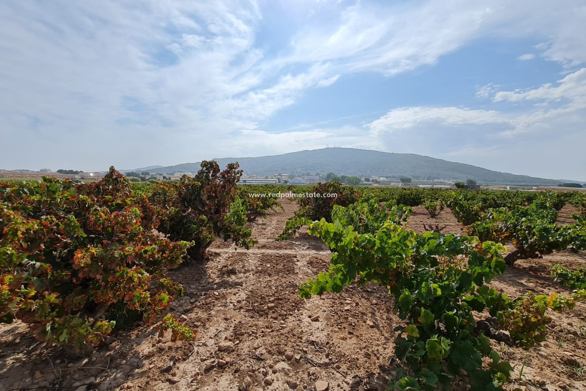Videresalg - Plott -
Pinoso - Inland