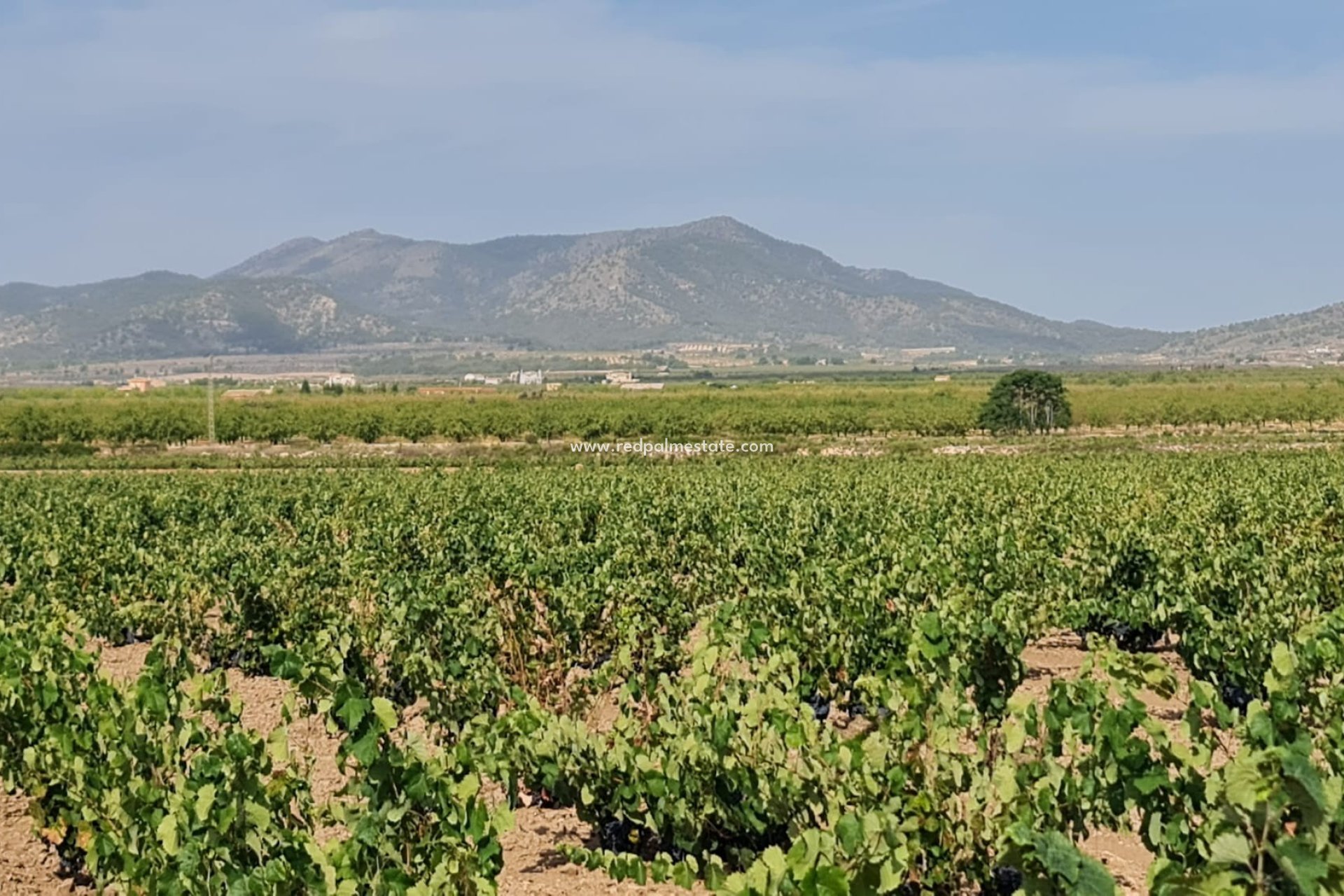 Videresalg - Plott -
Pinoso - Inland