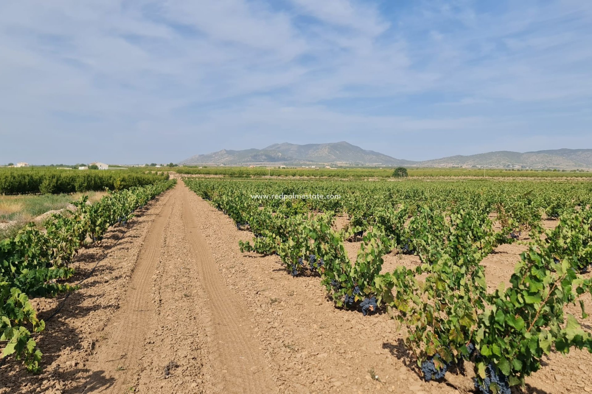 Videresalg - Plott -
Pinoso - Inland