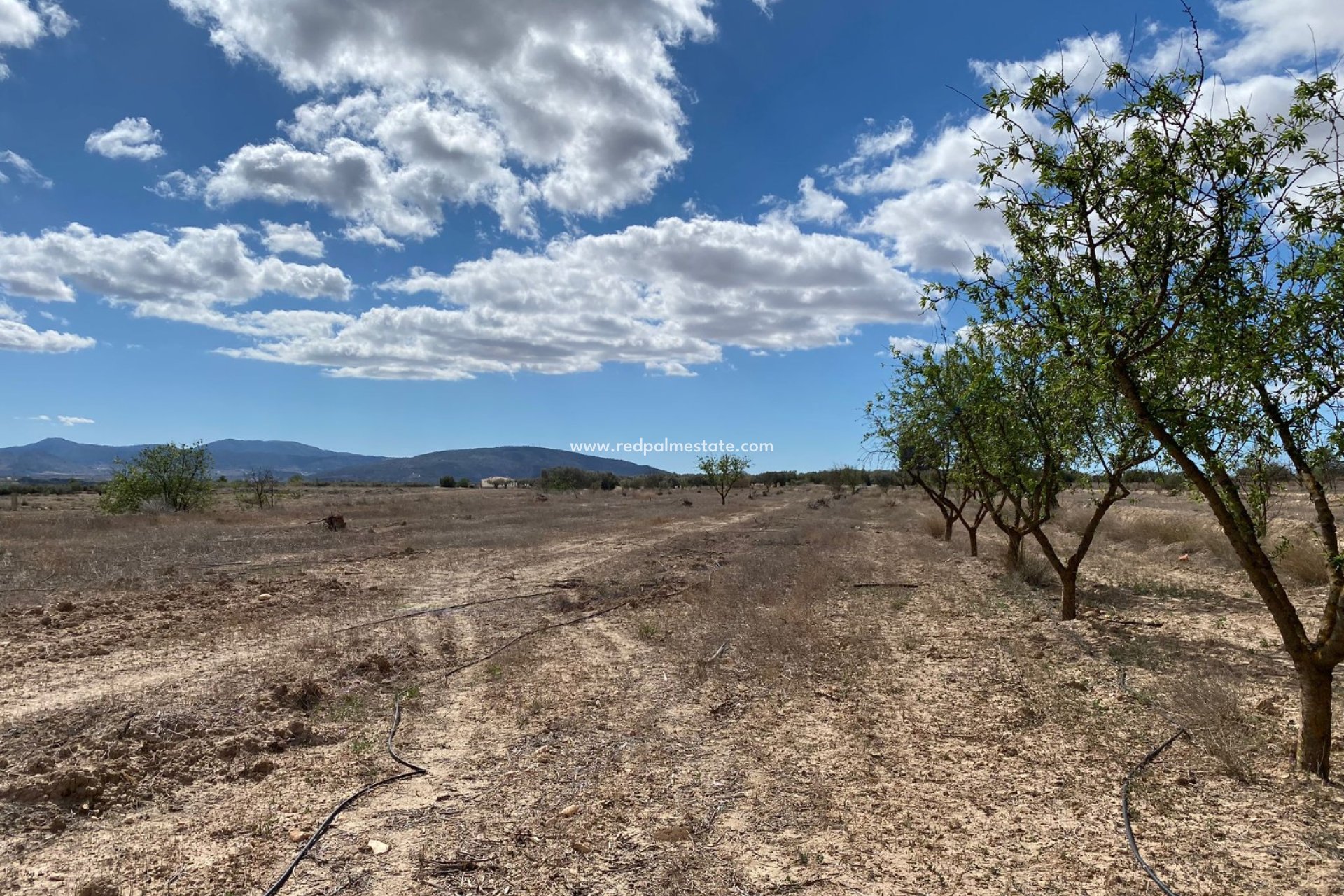 Videresalg - Plott -
Pinoso - Inland