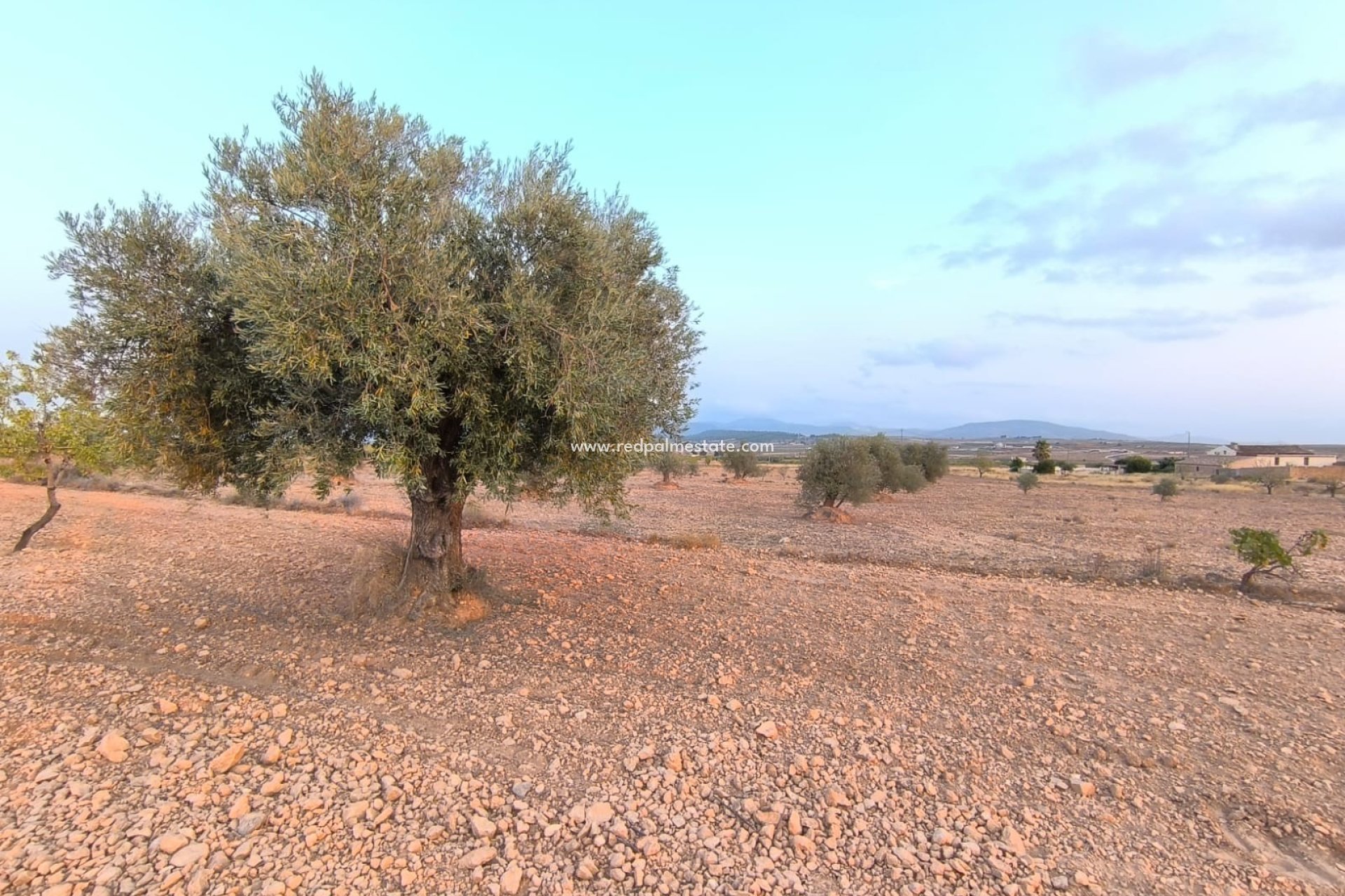 Videresalg - Plott -
Pinoso - Inland