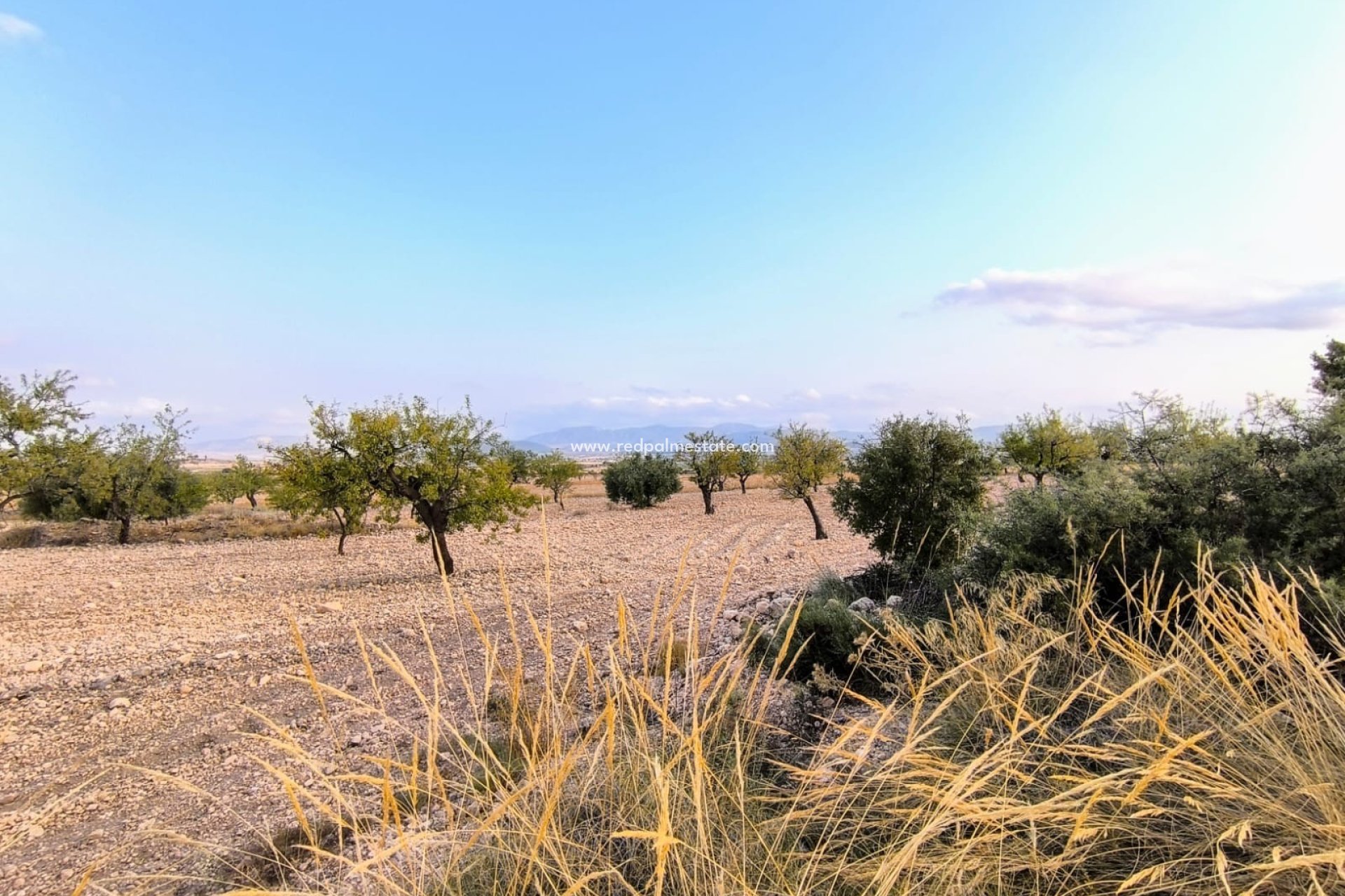 Videresalg - Plott -
Pinoso - Inland