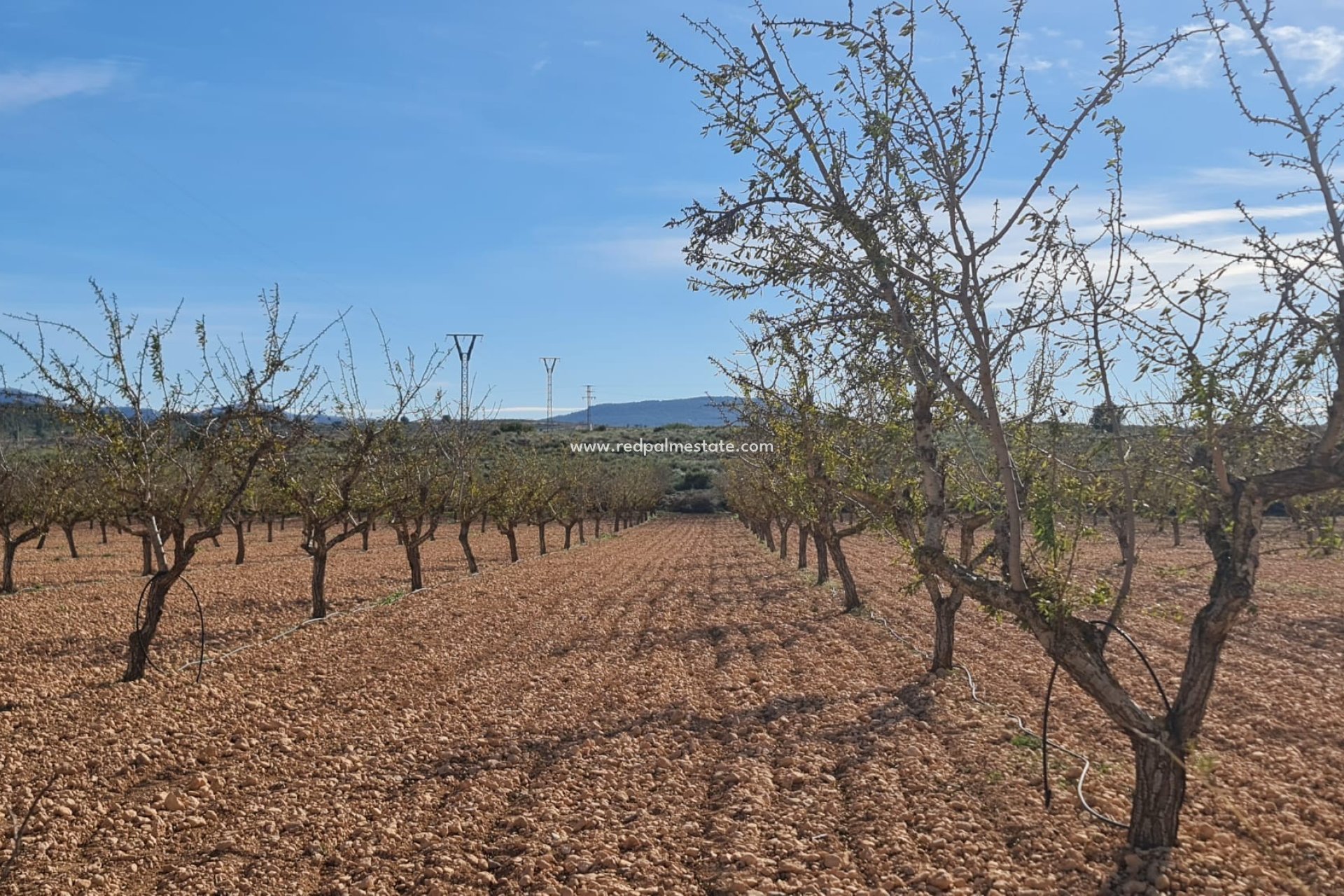 Videresalg - Plott -
Pinoso - Inland