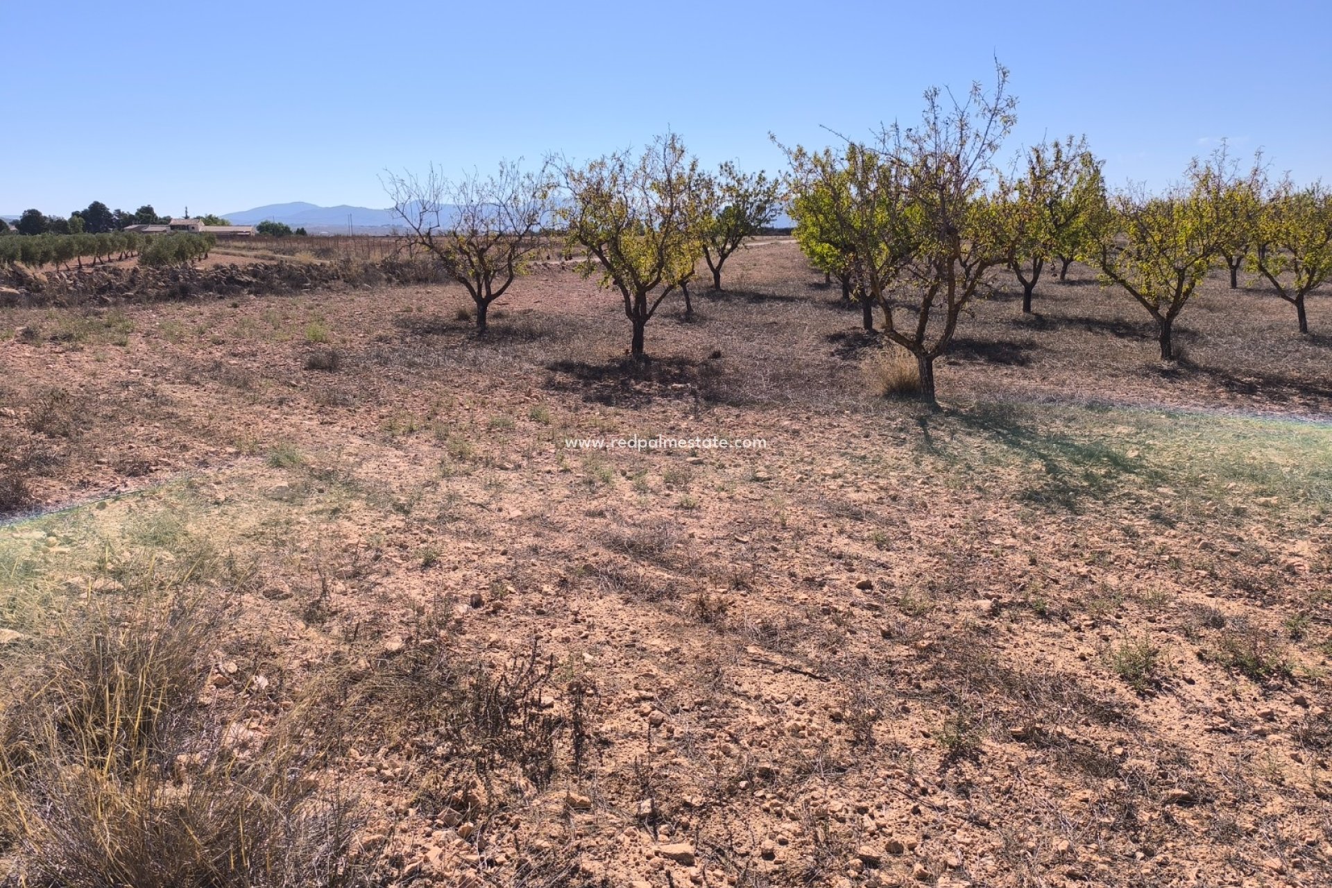 Videresalg - Plott -
Pinoso - Inland