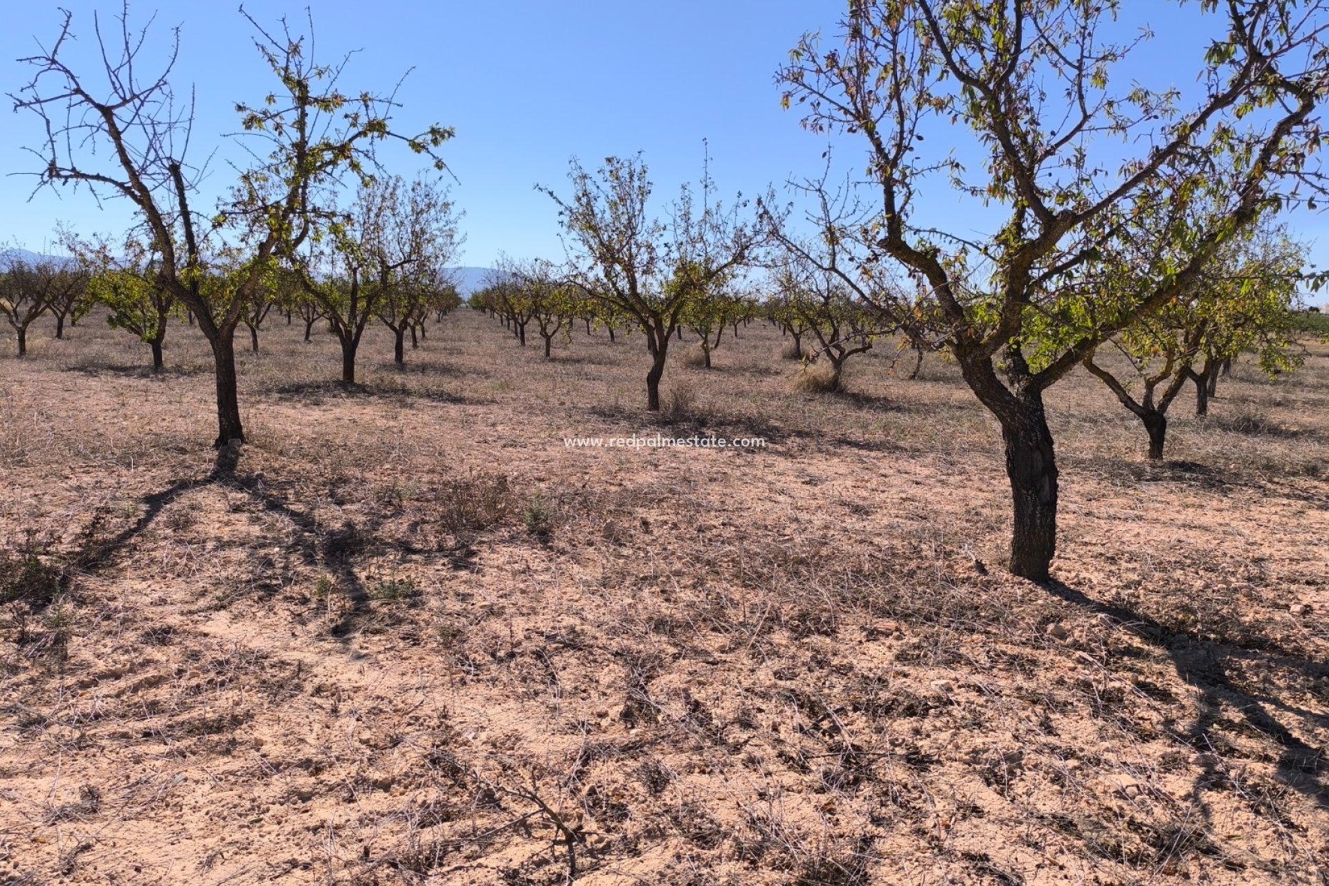 Videresalg - Plott -
Pinoso - Inland