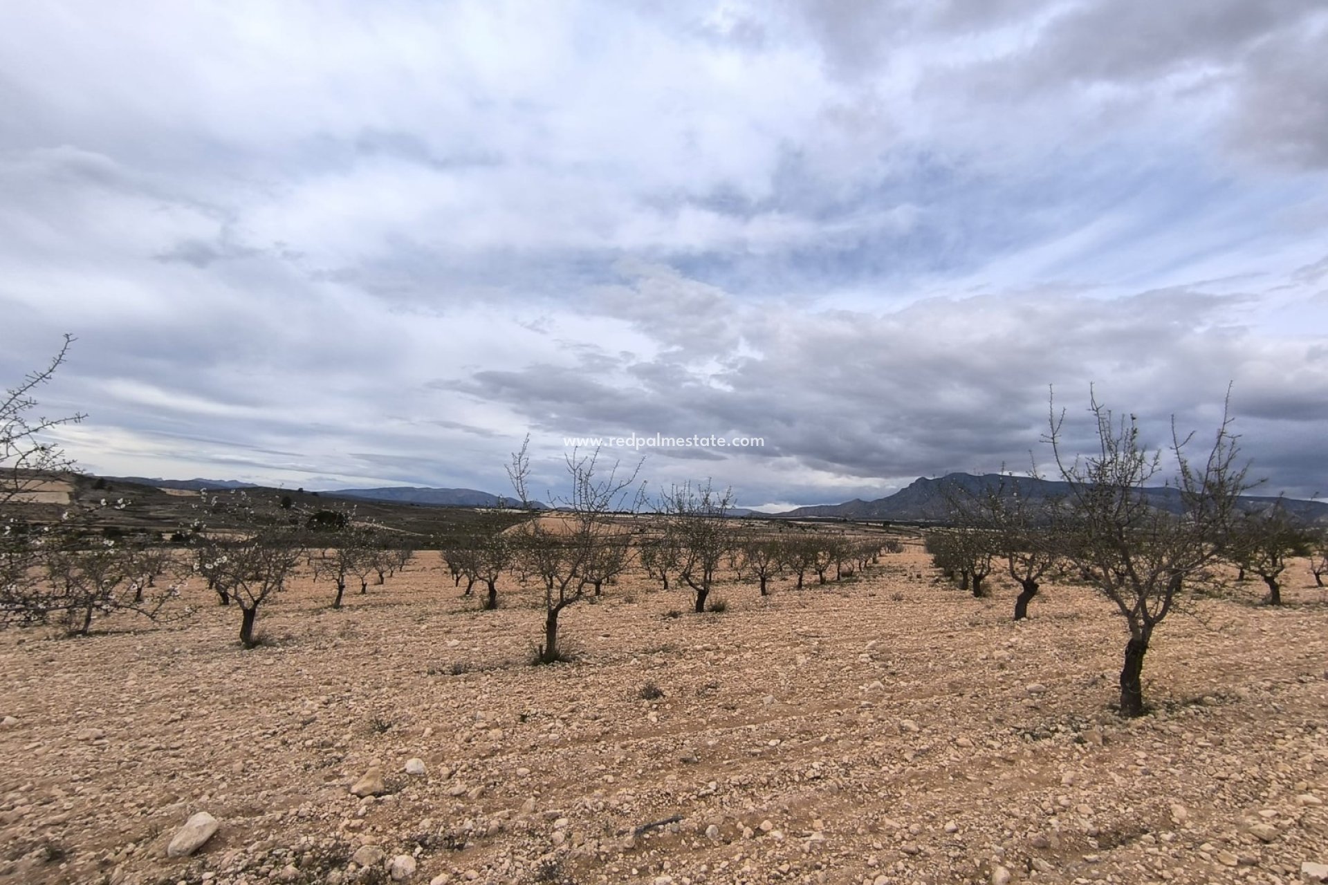 Videresalg - Plott -
Pinoso - Inland