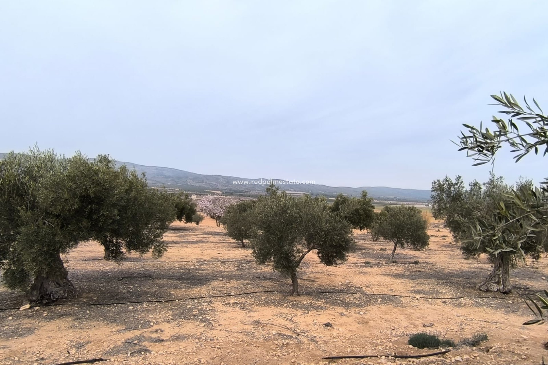 Videresalg - Plott -
Villena - Inland