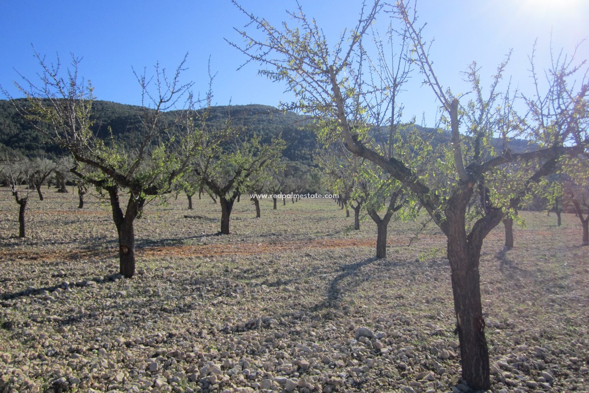 Videresalg - Plott -
Villena - Inland