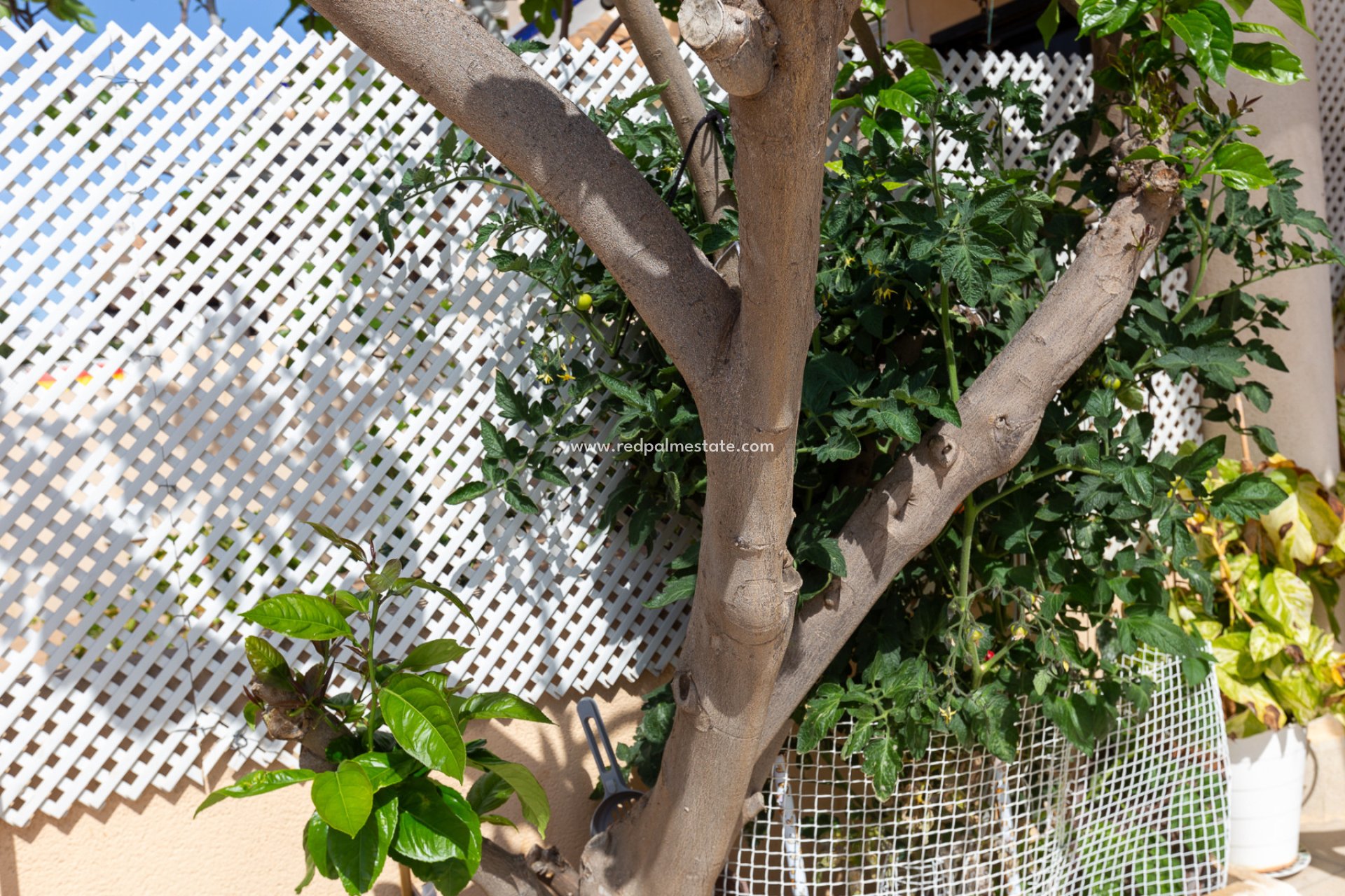 Videresalg - Rekkehus -
Orihuela Costa - La Zenia