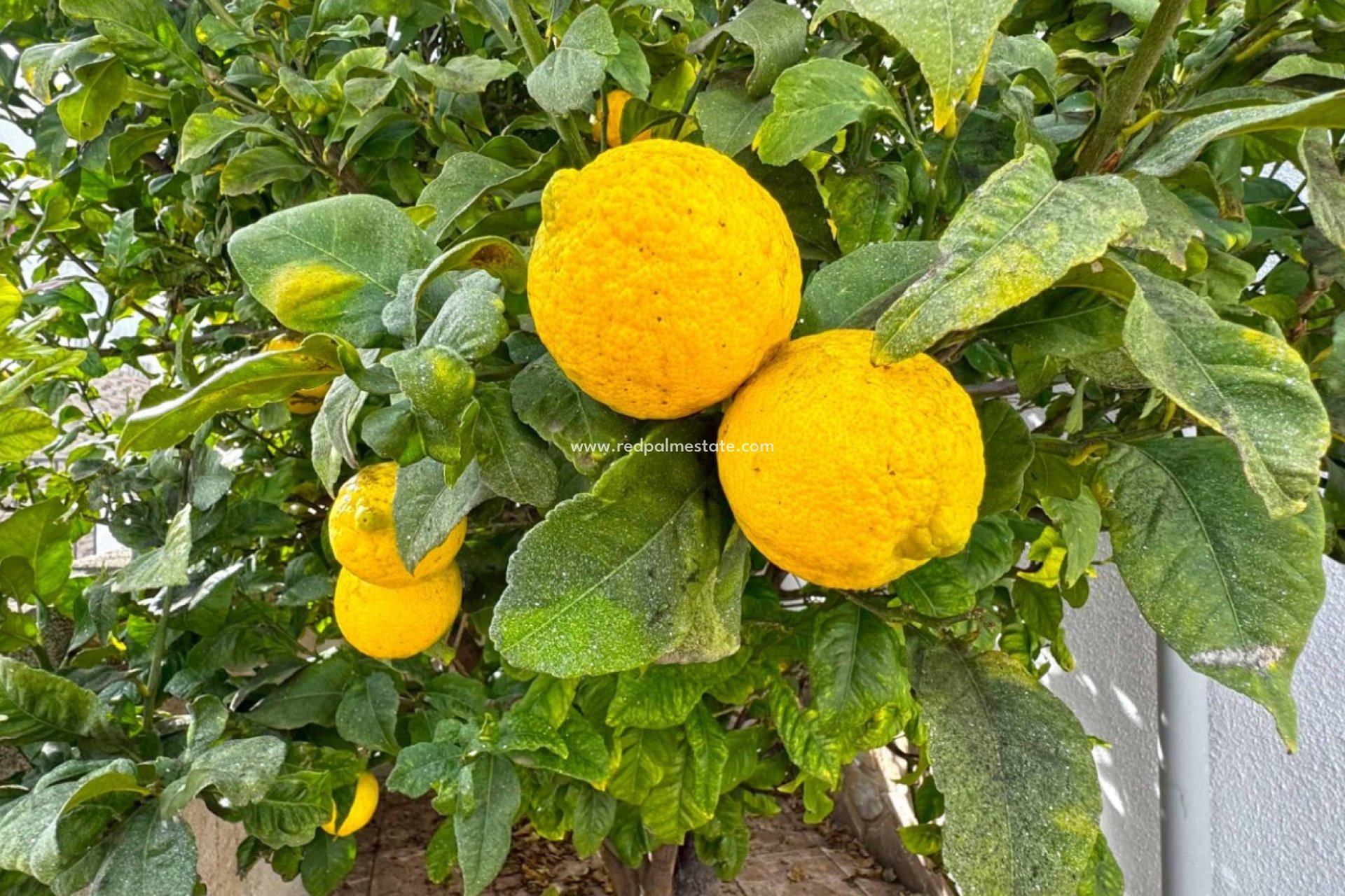 Videresalg - Rekkehus -
San Miguel de Salinas - Inland