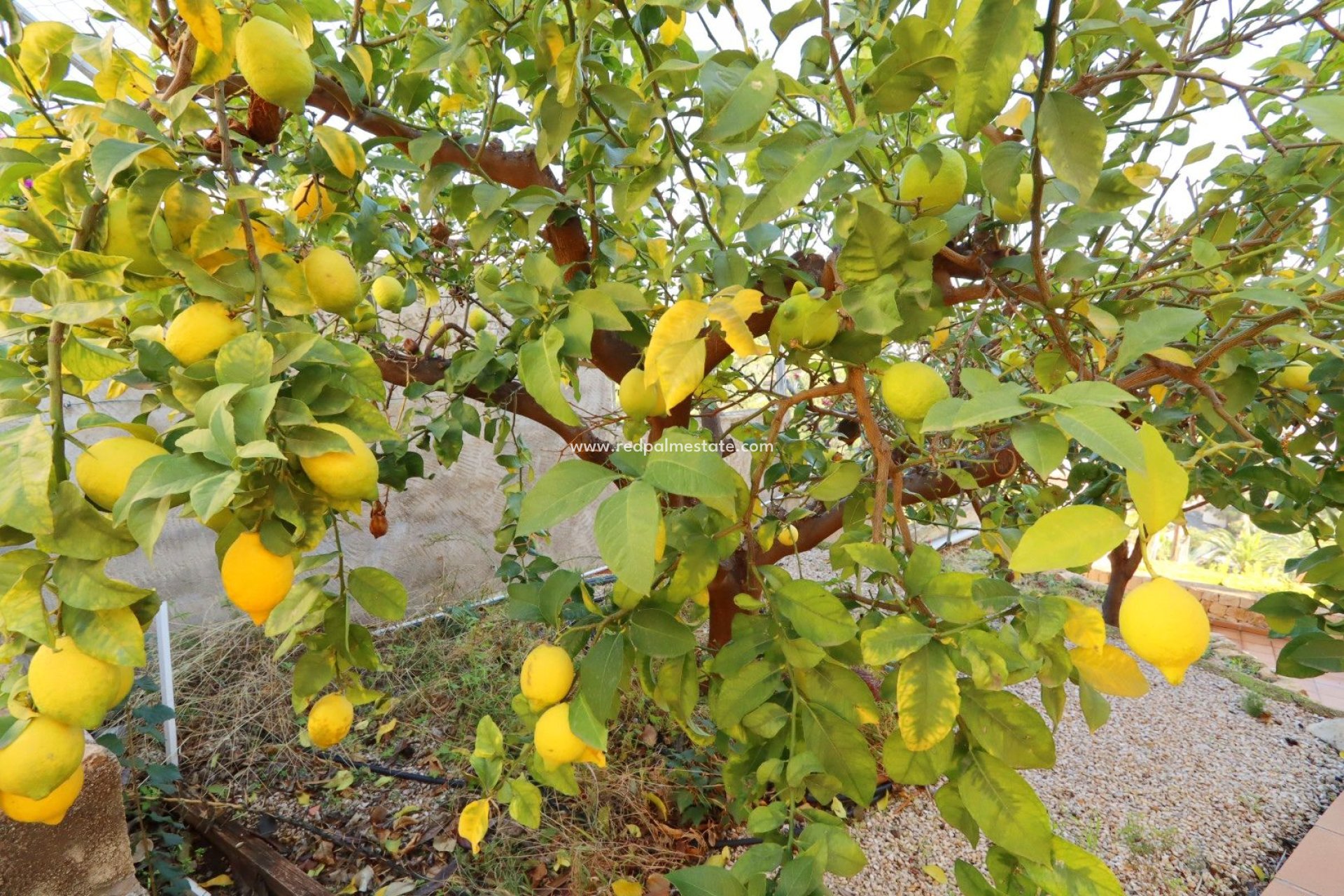 Videresalg - Villa -
Altea