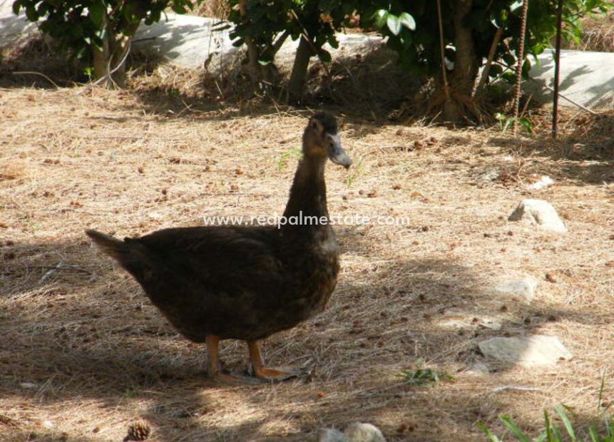 Videresalg - Villa -
Daya Nueva - Costa Blanca