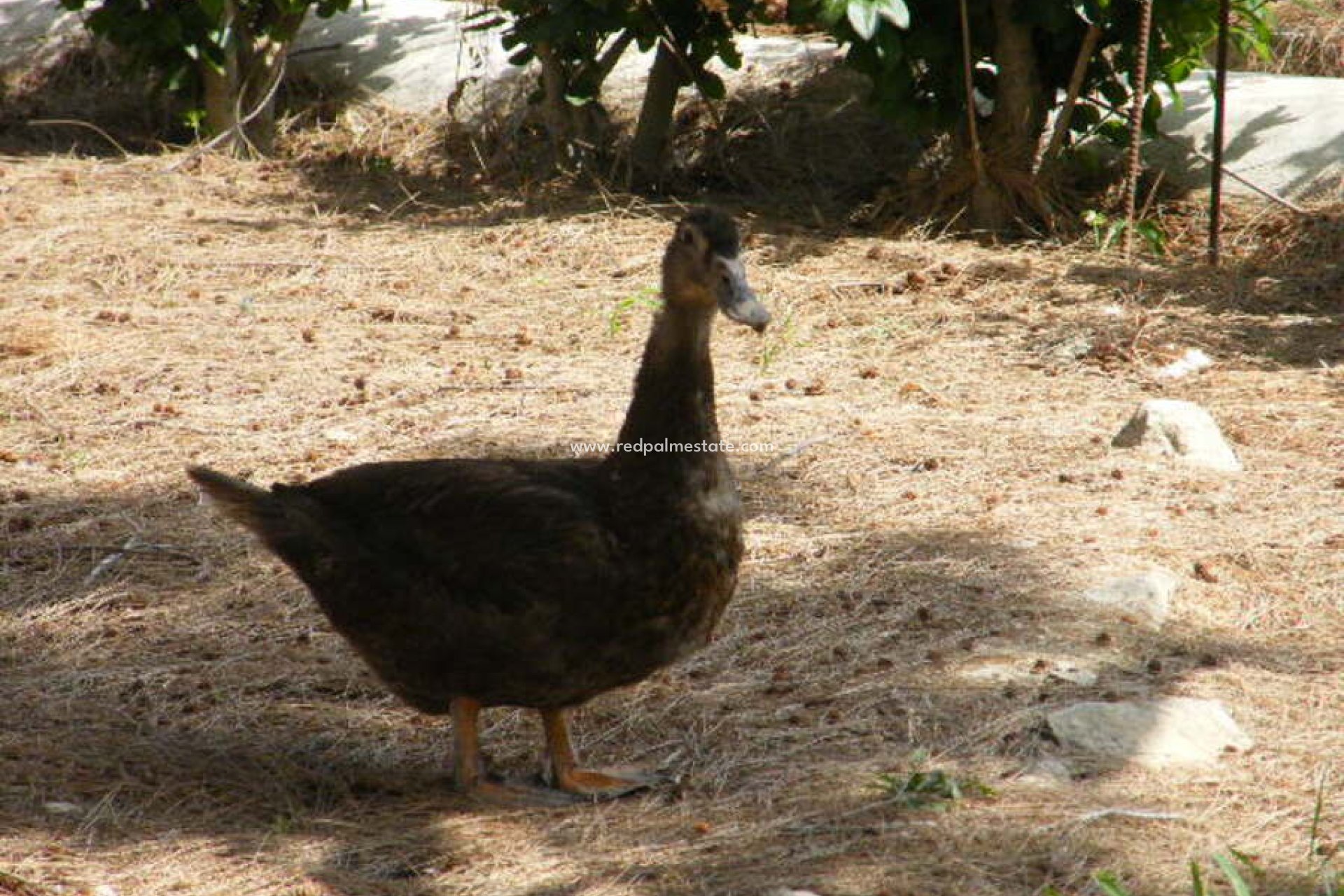 Videresalg - Villa -
Daya Nueva - Costa Blanca