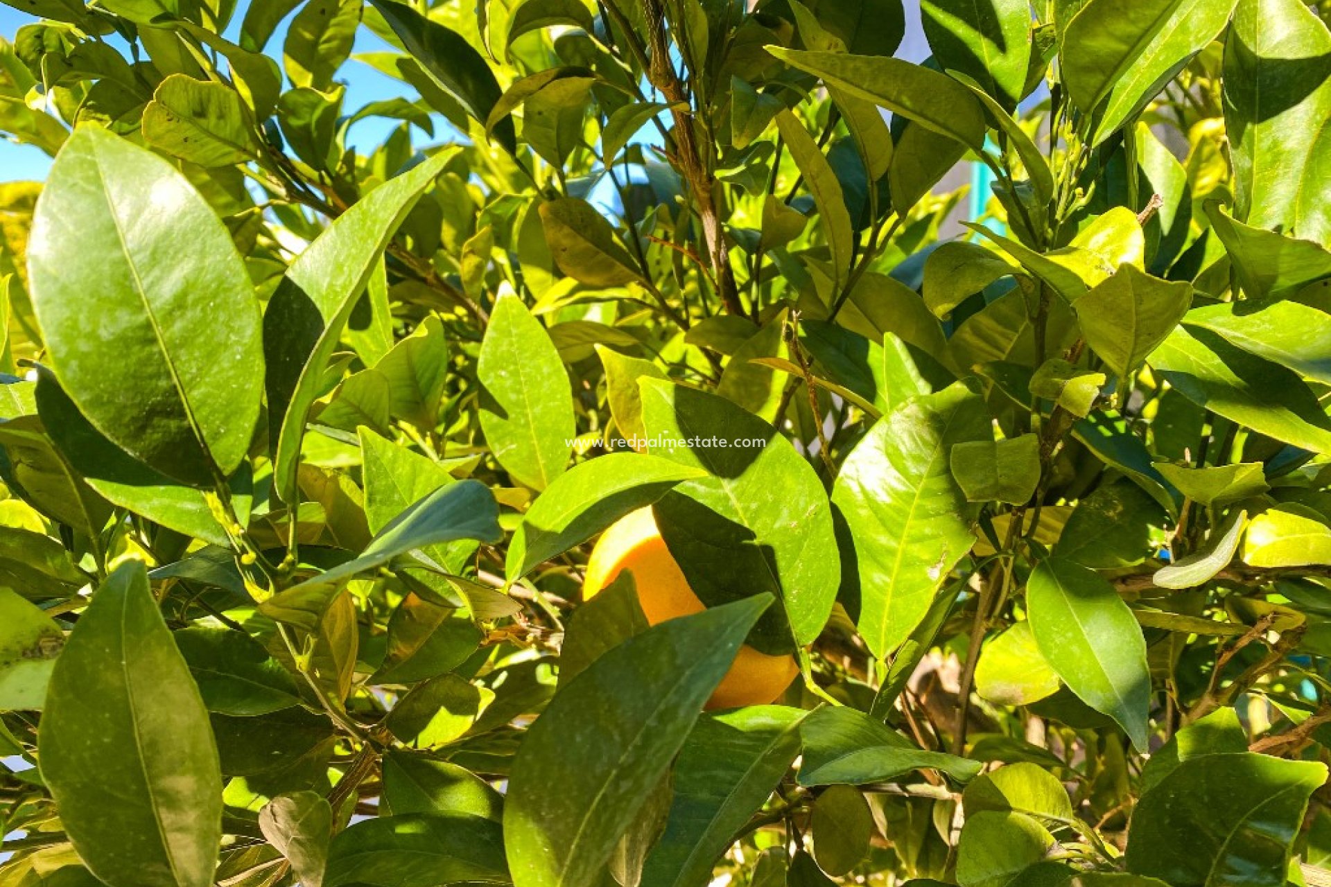 Videresalg - Villa -
Orihuela Costa - La Zenia