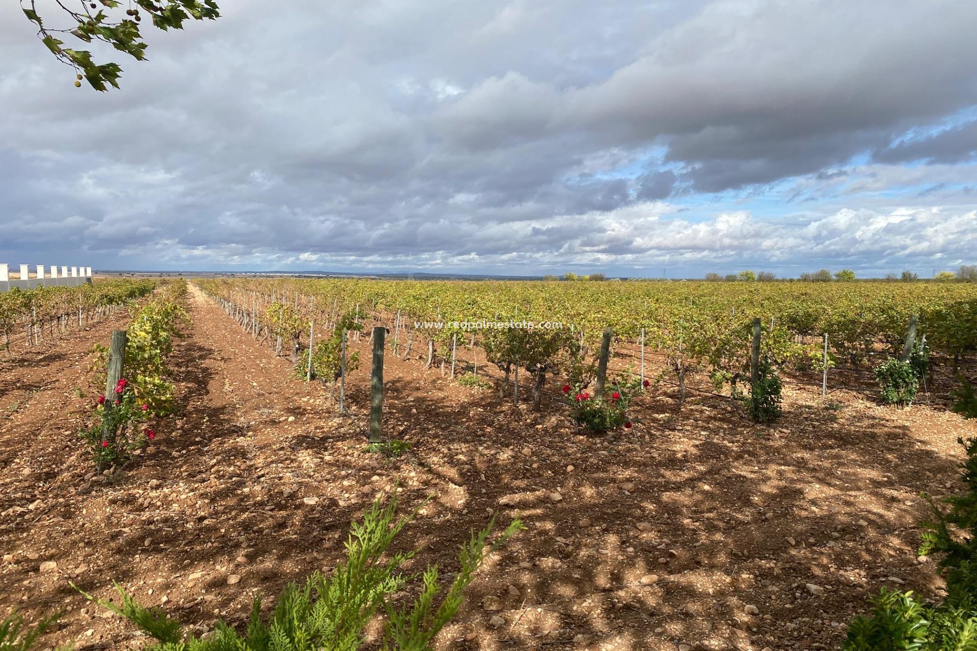 Videresalg - Virksomhet -
Albacete