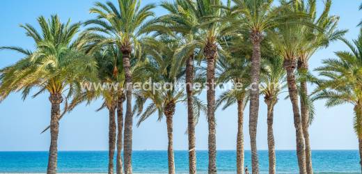 Spanish News Bulletin